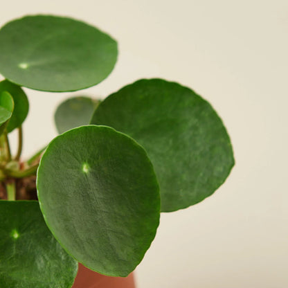 Pilea Peperomioides 'Chinese Money'