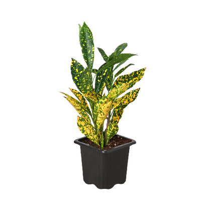 Croton 'Gold Dust'