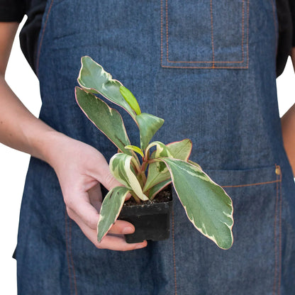 Peperomia 'Ginny'