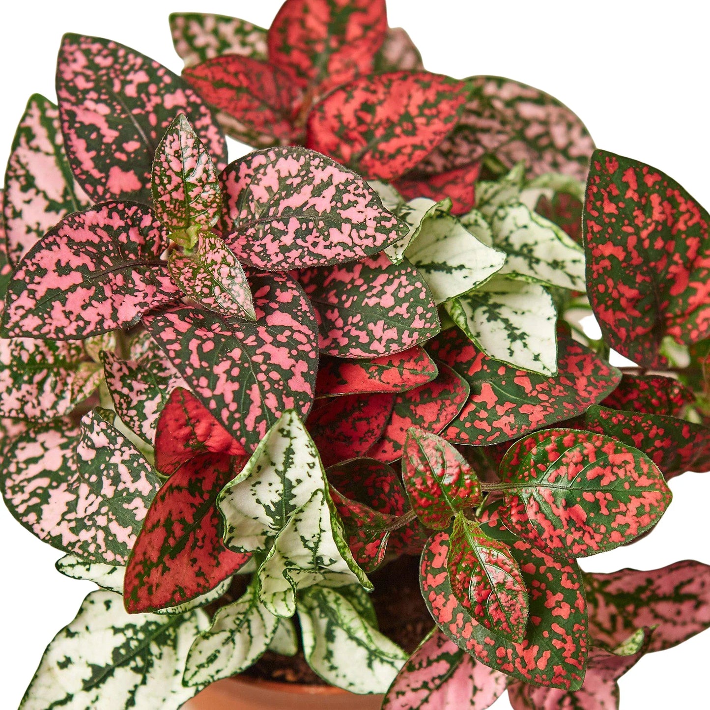 Hypoestes 'Polka Dot'