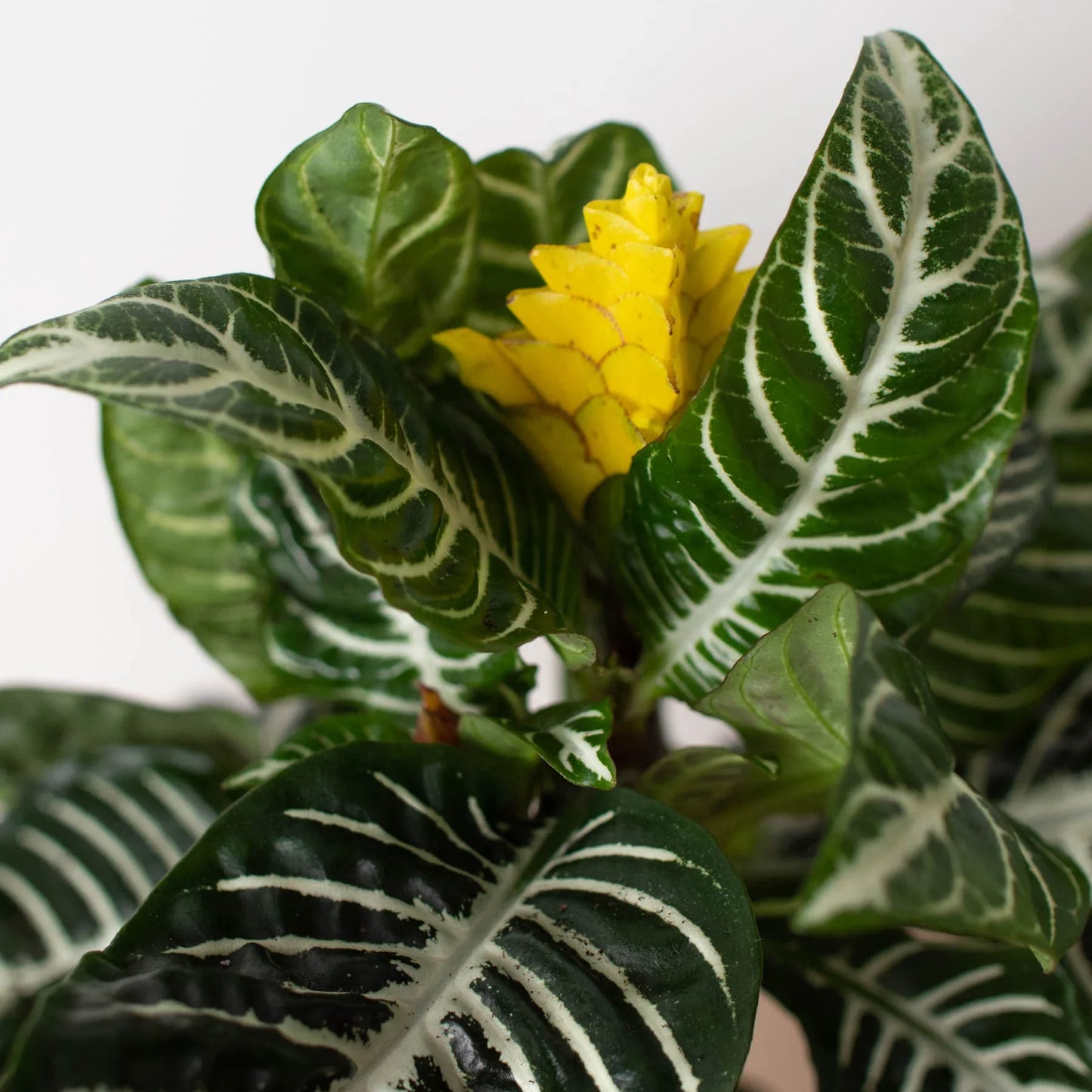 Zebra 'Aphelandra'