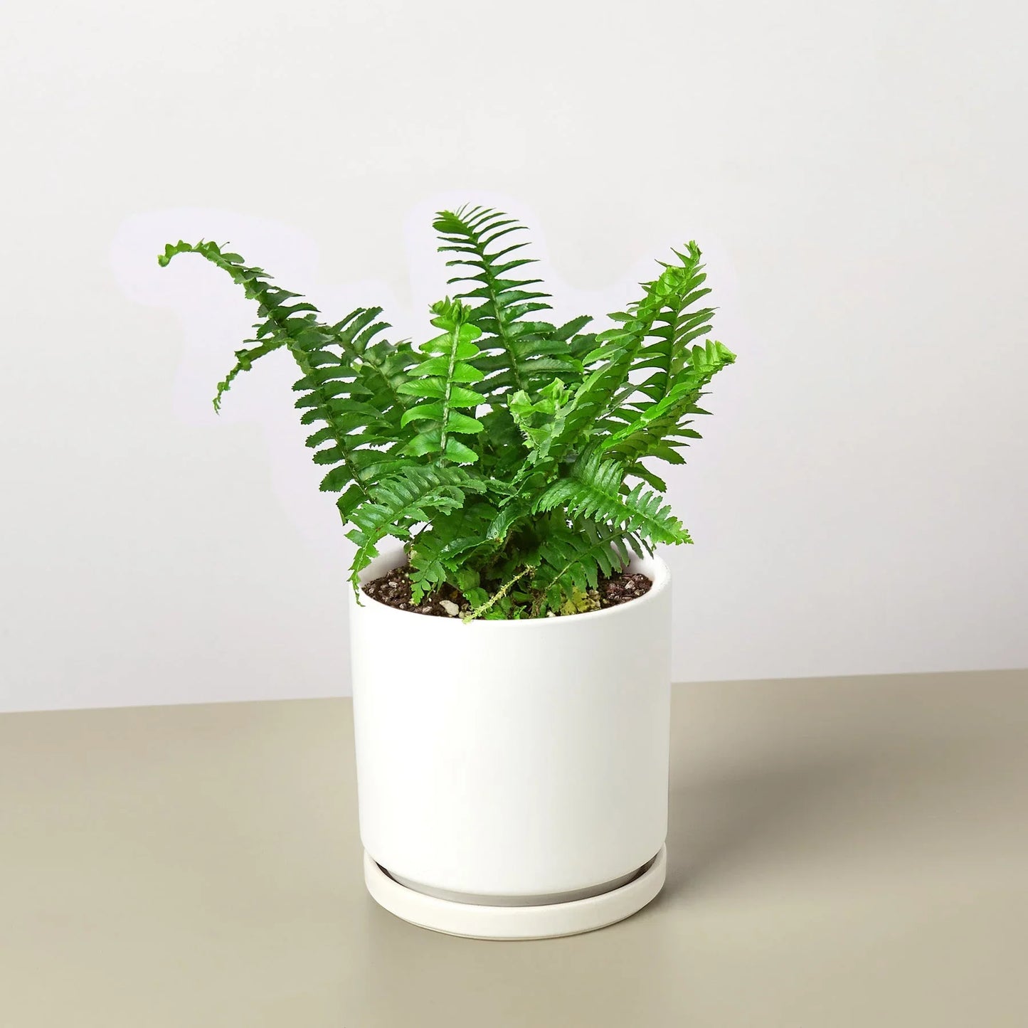 Jester's Crown Fern