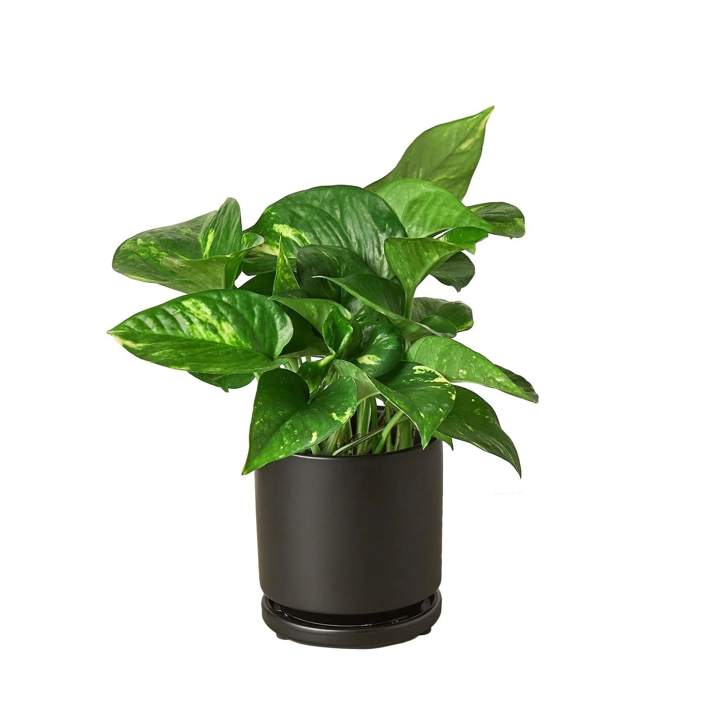 Pothos 'Golden'