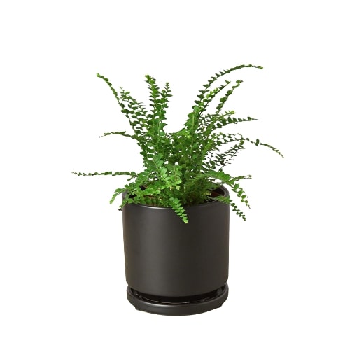 Fern 'Lemon Button'