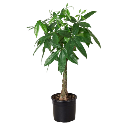 Money Tree 'Guiana Chestnut' Pachira Braid - 10" Pot