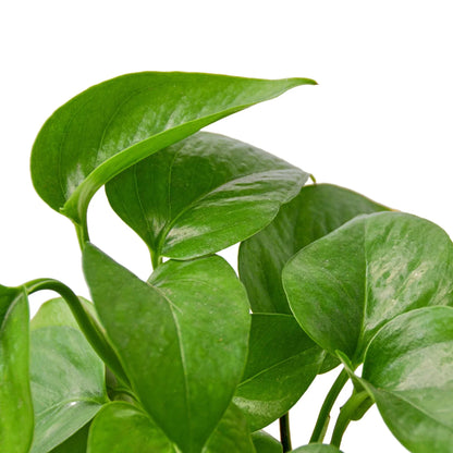 Pothos 'Green Queen'